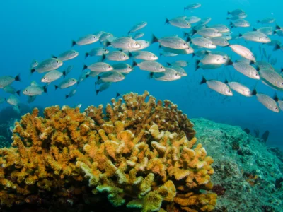 Gallery thumbnail 10