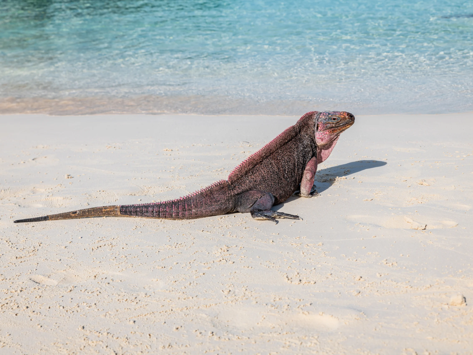 6 DAYS IN EXUMAS BAHAMAS